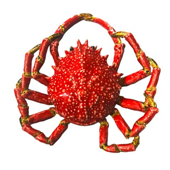 Seespinne rot